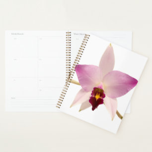 Agenda Laelia Ancep