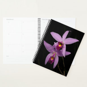 Agenda Laelia Anceps