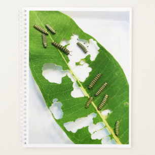 Agenda Lagartas De Monarca Pequenas De Planner Lg