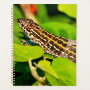 Agenda Lagarto de parede italiano