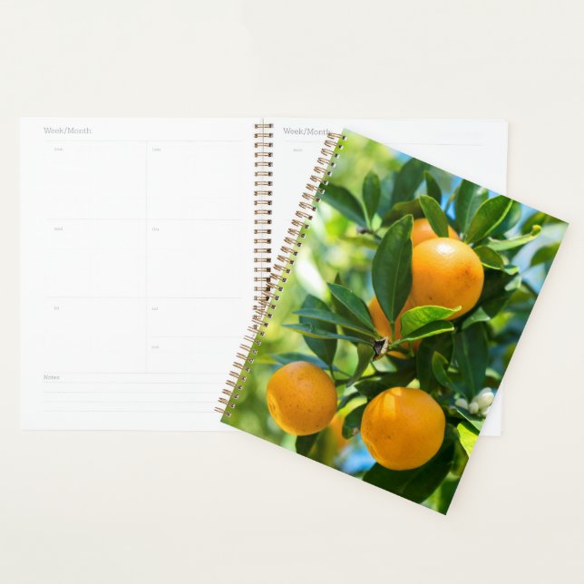 Agenda Laranjeira Frutífera (Exibição)