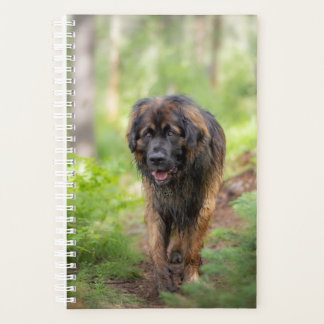 Agenda Leonberger