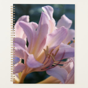 Agenda Lily Mágica, Lilias Altas Rosa