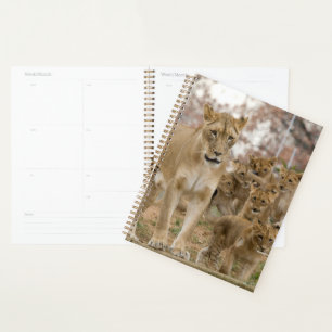 Agenda Lion Cubs africanos com mãe