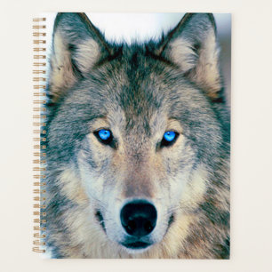 Agenda Lobo