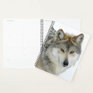 Agenda Lobo