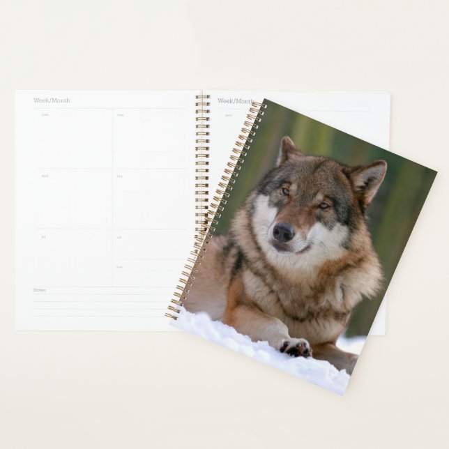 Agenda Lobo (Exibição)