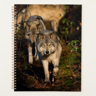 Agenda Lobos de Madeira Oriental