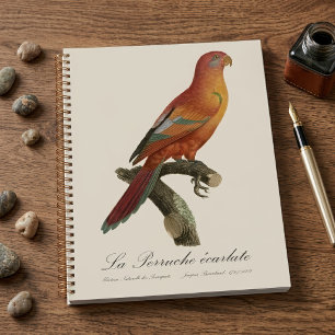 Agenda Lóri-de-bornéu, Trichoglossus borneus