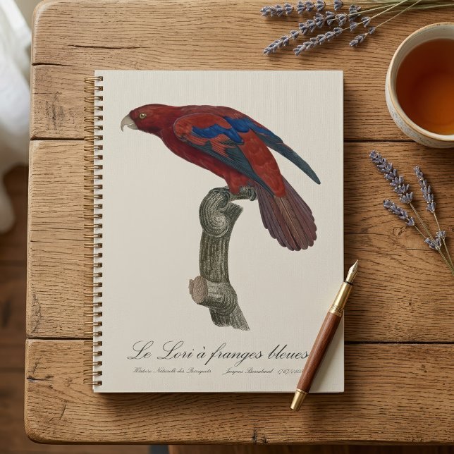 Agenda Lório-de-cauda-vermelha, Trichoglossus borneus (Long-Tailed Red Lory, Trichoglossus borneus. Planner )