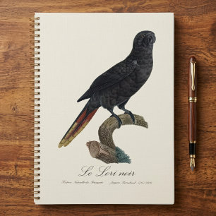 Agenda Lório-preto ou Lório-de-bico-vermelho, Chalcopsitt