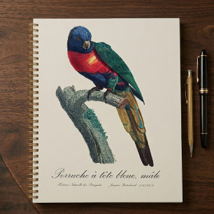 Agenda Loriqueet Arco-íris Macho, Trichoglossus Moluccanu