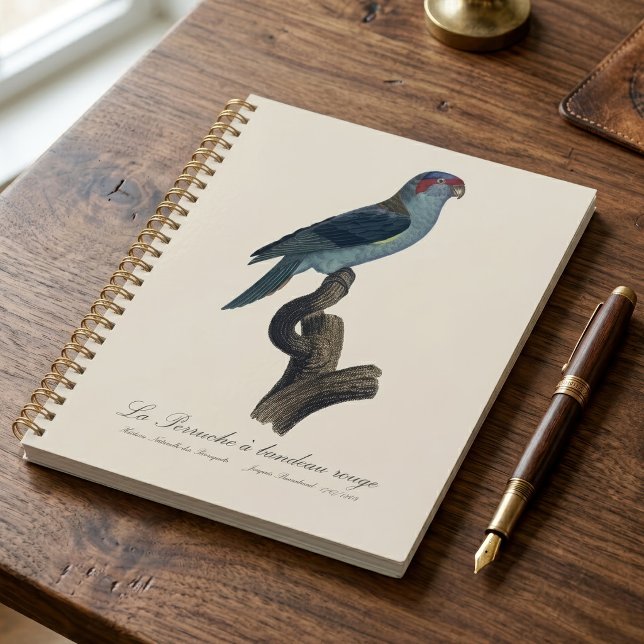 Agenda Loriqueito-azul, Trichoglossus concinnus (Musk Lorikeet, Trichoglossus Concinnus. Planner)