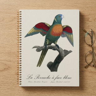 Agenda Loriqueito-verde, Trichoglossus haematodus