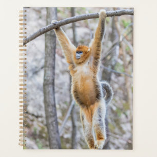 Agenda Macaco com nariz nu do ouro balançando na ramifica