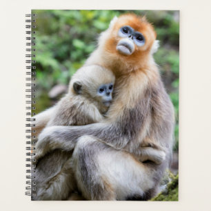 Agenda Macaco com ouro sem nódulo com bebê
