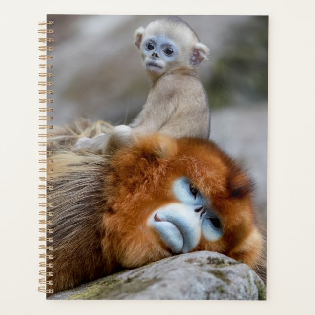 Agenda Macaco Dourado de Nariz Arrebitado Pai com Bebê (Frente)