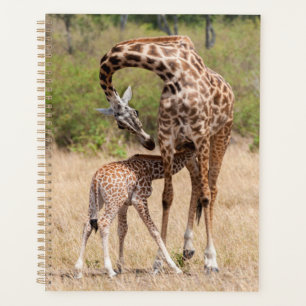 Agenda Mãe e bebê girafa no Quênia