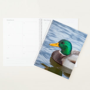 Agenda Mallard Duck