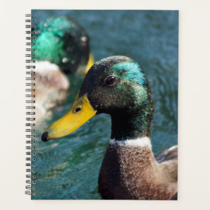 Agenda Mallard Duck Daisy Weekly/Monthly Planner