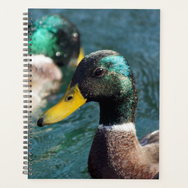 Agenda Mallard Duck Daisy Weekly/Monthly Planner (Frente)