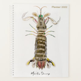 Agenda Mantis Shrimp, Stomatopod, James Ellsworth De Kay,