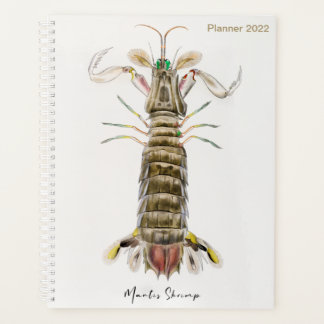 Agenda Mantis Shrimp, Stomatopod, James Ellsworth De Kay,