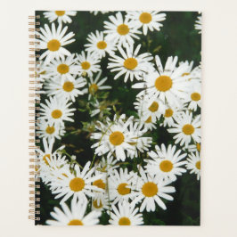 Agenda Margarida Branca de Oxeye, Moon Daisy Meadow