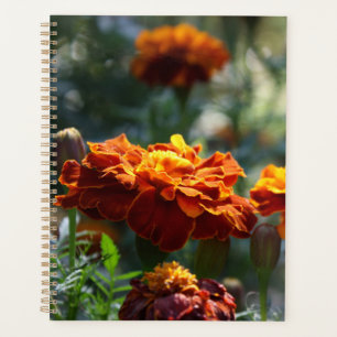 Agenda Marigolds Macro Fotografia Brilhante