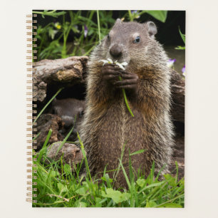 Agenda Marmota Comendo uma Flor