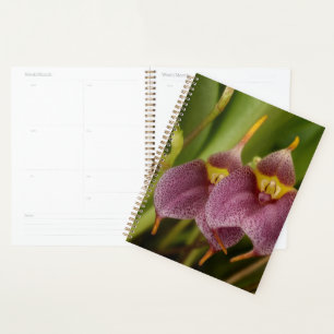 Agenda Masdevallia
