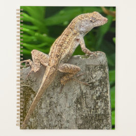 Agenda Mestre do Camuflagem