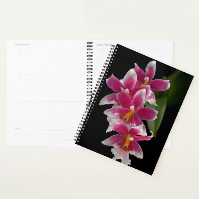 Agenda Miltonioda Sakura (Exibição)