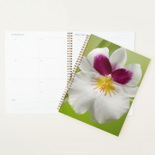 Agenda Miltoniopsis Roezlii (Orquídeas Pansy)