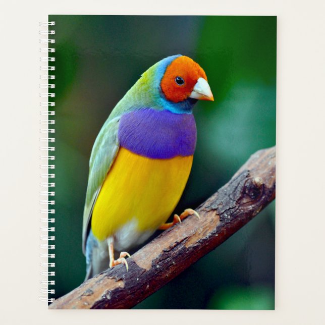 Agenda Mingau-gouldian (Frente)
