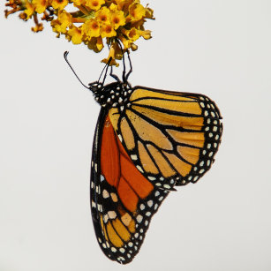 Agenda Monarch Butterfly 2023 Planner