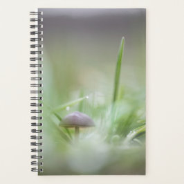Agenda Mushroom Nature Photo