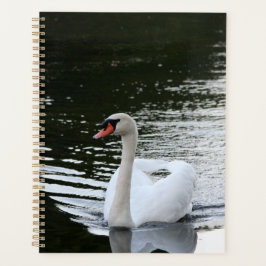 Agenda Mute Swan