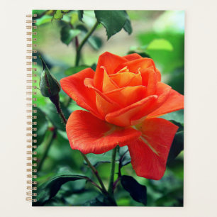 Agenda Natureza Rosa Rosa Rosa Flor
