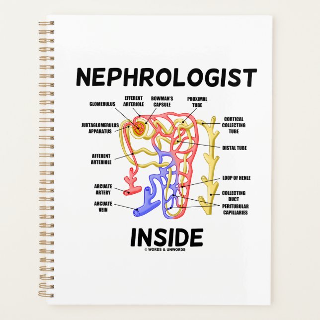 Agenda Nefrologista Dentro Kidney Nephron (Frente)