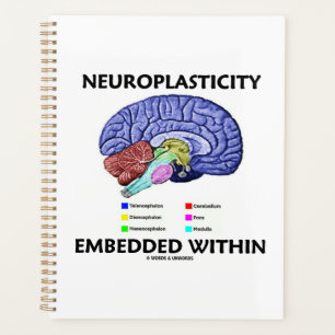 Agenda Neuroplasticidade Incorporada Dentro Da Anatomia C