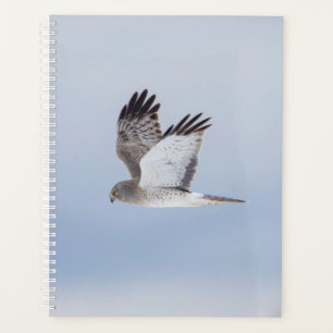 Agenda norte Harrier Hawk 2022