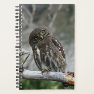Agenda Norte Pygmy Owl
