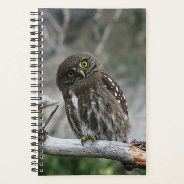 Agenda Norte Pygmy Owl (Frente)