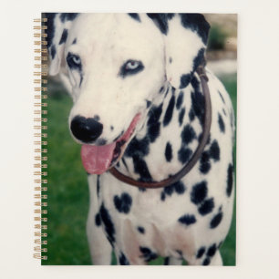 Agenda O Meu Amigo Pet Bestie Dog Dalmaciano