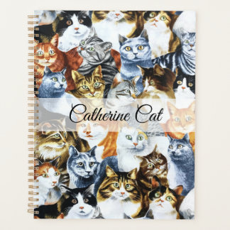 Agenda O Palheiro dos GATOS