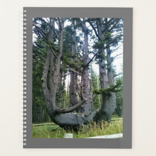 Agenda Octopus Tree, Cape Meares, Oregon
