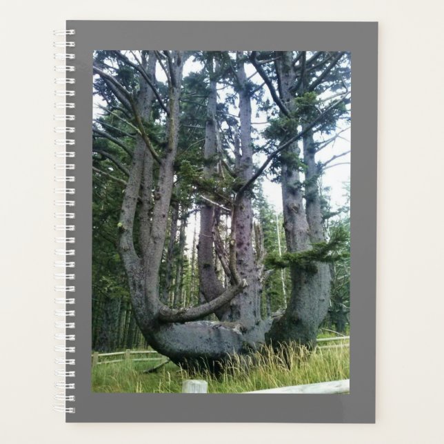 Agenda Octopus Tree, Cape Meares, Oregon (Frente)