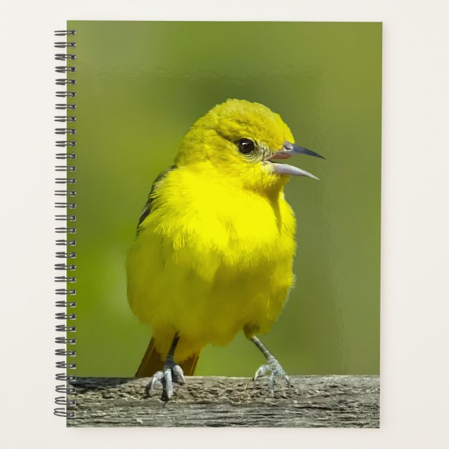 Agenda Orchard Oriole - Fotografia original (Frente)