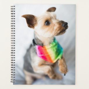 Agenda orgulho gay Rainbow Dog Yorkshire Terrier